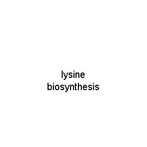 lysine biosynthesis